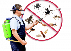 Best Pest Control Agency in Bangalore